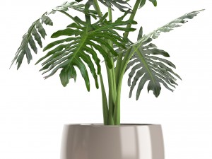 collection of plants in pots 3D Model
