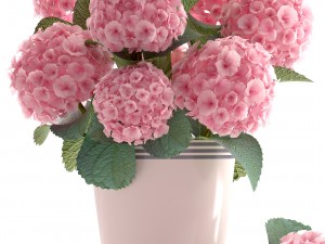 bouquet of pink hydrangea 3D Model