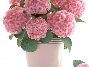 bouquet of pink hydrangea 3D Model