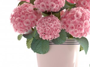 bouquet of pink hydrangea 3D Model