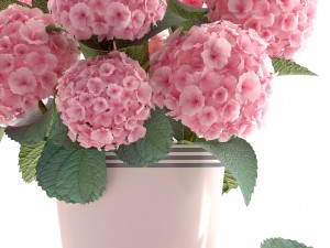 bouquet of pink hydrangea 3D Model
