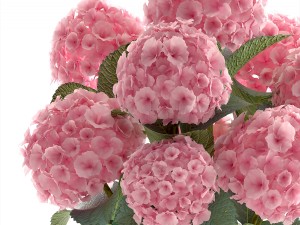 bouquet of pink hydrangea 3D Model