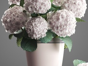 bouquet of white hydrangea 3D मॉडल