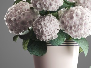 bouquet of white hydrangea 3D मॉडल