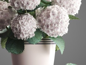 bouquet of white hydrangea 3D मॉडल