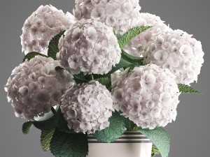 bouquet of white hydrangea 3D मॉडल