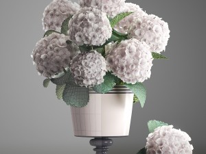 bouquet of white hydrangea 3D मॉडल