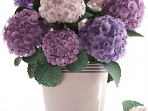 bouquet of hydrangea 3D Модель