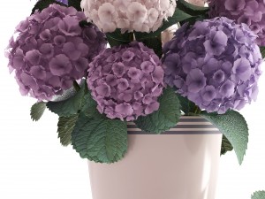 bouquet of hydrangea 3D Модель