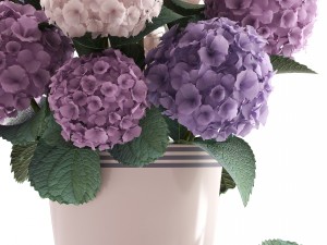 bouquet of hydrangea 3D Модель