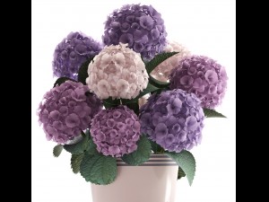 bouquet of hydrangea 3D Модель