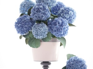 bouquet of blue hydrangea 3D 模型