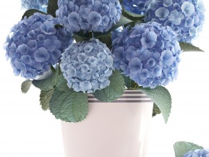 bouquet of blue hydrangea 3D 模型