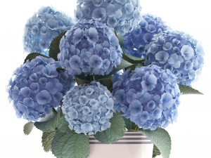 bouquet of blue hydrangea 3D 模型