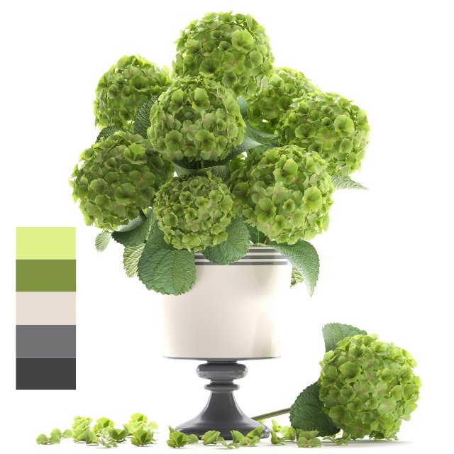 bouquet of green hydrangea 3D-Modell .c4d .max .obj .3ds .fbx .stl .blend 