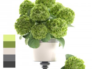 bouquet of green hydrangea 3D Model