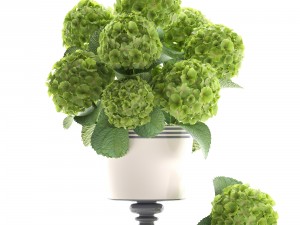 bouquet of green hydrangea 3D-Modell