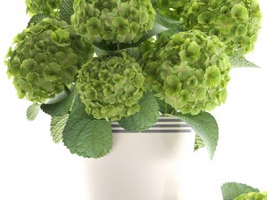 bouquet of green hydrangea 3D-Modell