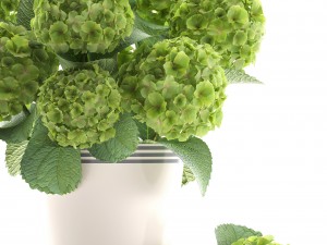 bouquet of green hydrangea 3D-Modell