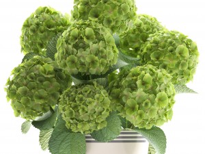 bouquet of green hydrangea 3D-Modell