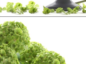 bouquet of green hydrangea 3D-Modell