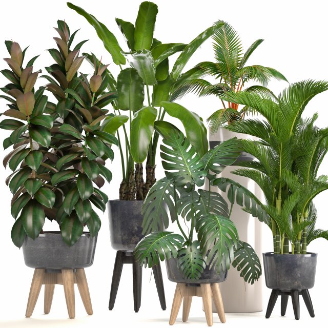 collection of ornamental plants in pots 3D 모델 .c4d .max .obj .3ds .fbx .stl .blend 