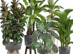collection of ornamental plants in pots 3D Model