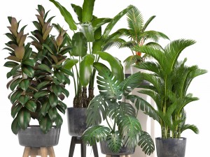collection of ornamental plants in pots 3D 모델