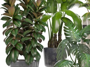 collection of ornamental plants in pots 3D 모델