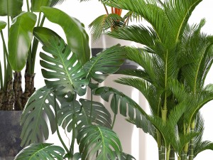 collection of ornamental plants in pots 3D 모델