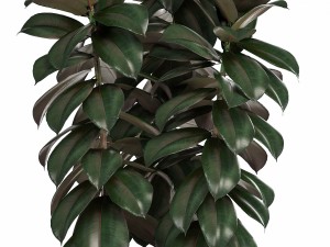 collection of ornamental plants in pots 3D 모델