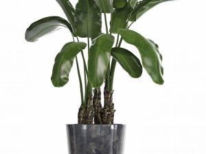 collection of ornamental plants in pots 3D 모델