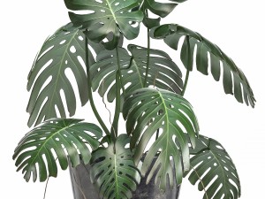 collection of ornamental plants in pots 3D 모델