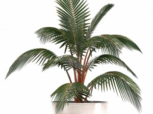 collection of ornamental plants in pots 3D 모델