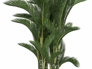 collection of ornamental plants in pots 3D 모델