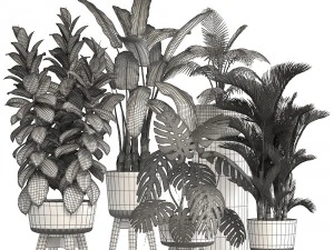 колекція декоративних рослин у горщиках 3D Модель