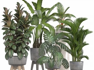 collection of ornamental plants in pots 3D 모델