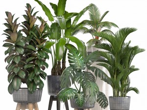 collection of ornamental plants in pots 3D 모델