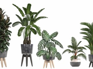 collection of ornamental plants in pots 3D 모델