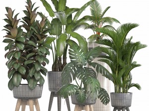 collection of ornamental plants in pots 3D 모델