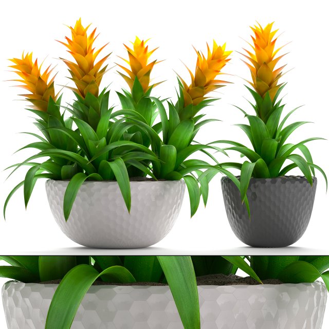 tropical plant bromelia 3D Модель .c4d .max .obj .3ds .fbx .stl .blend 