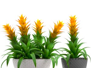 tropical plant bromelia 3D Модель