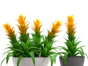 tropical plant bromelia 3D Model