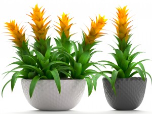 tropical plant bromelia 3D Модель