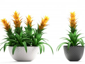 tropical plant bromelia 3D Model