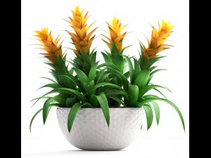 tropical plant bromelia 3D Model