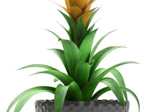 tropical plant bromelia 3D Модель