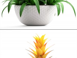 tropical plant bromelia 3D Модель