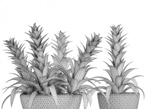 tropical plant bromelia 3D Model