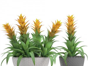 tropical plant bromelia 3D Модель